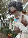 Diamond-maltipoo