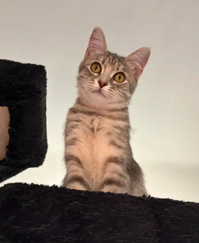 Esme - Domestic Short Hair