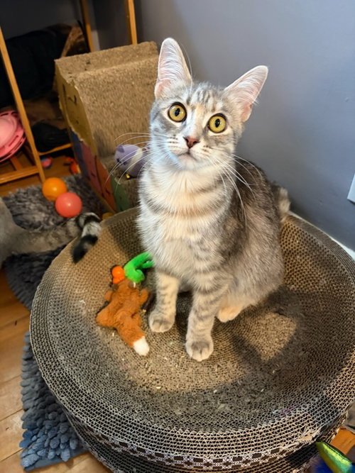 Esme, Adult Domestic Short Hair (short coat), cat for adoption in Euclid, Ohio