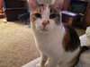 Cleveland Cats-Ruthie & Rosie