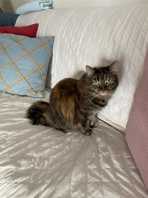 Cleveland Cat-Fluffy