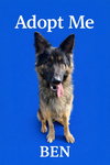 Pound Dog-Ben #188239-Courtesy Listing