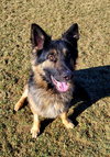 Pound Dog-Ben #188239-Courtesy Listing