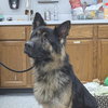 Pound Dog-Ben #188239-Courtesy Listing