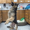 Pound Dog-Ben #188239-Courtesy Listing