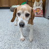 Pound Dog-Cooter #189156 Courtesy Listing