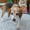 Pound Dog-Cooter #189156 Courtesy Listing