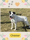 Pound Dog-Chester #187665 Courtesy Listing