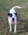 Pound Dog-Chester #187665 Courtesy Listing