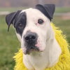 Pound Dog-Chester #187665 Courtesy Listing