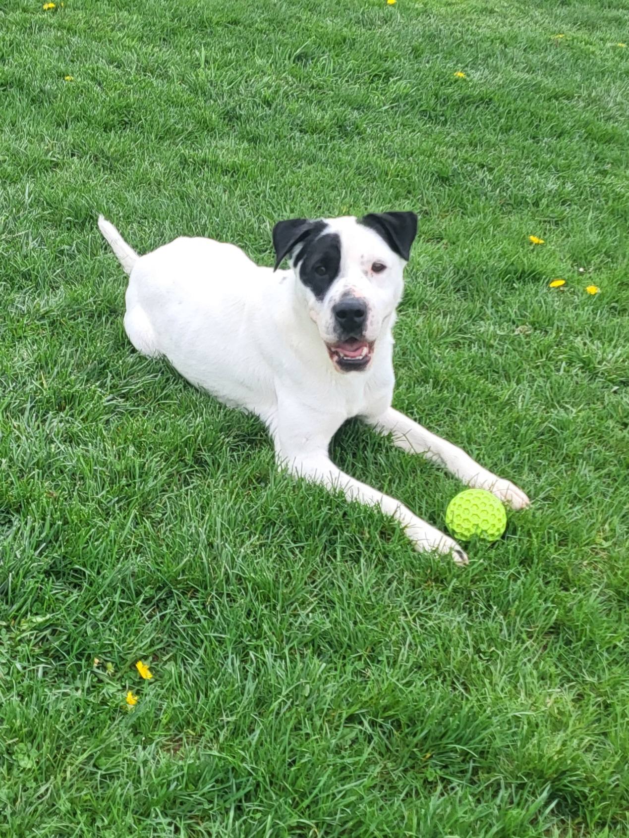 Pound Dog-Chester #187665 Courtesy Listing, photo 7