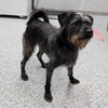 Pound Dog-Monkey #189385 Courtesy Listing