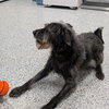 Pound Dog-Monkey #189385 Courtesy Listing