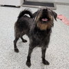 Pound Dog-Monkey #189385 Courtesy Listing
