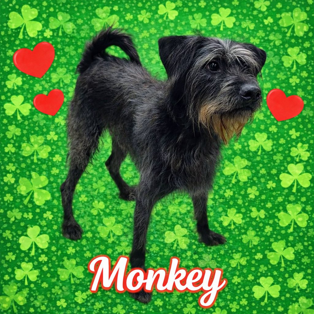 Pound Dog-Monkey #189385 Courtesy Listing