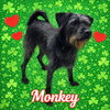 Pound Dog-Monkey #189385 Courtesy Listing