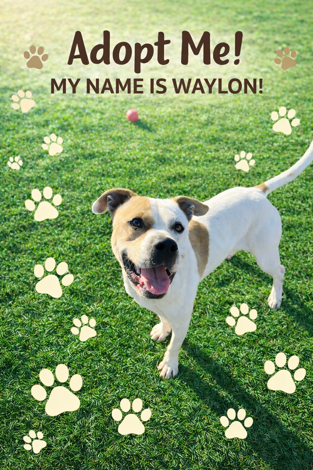 Pound Dog-Waylon #188058 Courtesy Listing