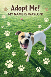 Pound Dog-Waylon #188058 Courtesy Listing