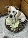 Pound Dog-Waylon #188058 Courtesy Listing
