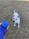 Pound Dog-Waylon #188058 Courtesy Listing
