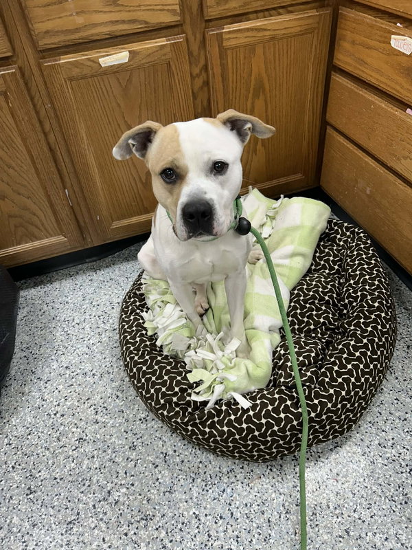 Pound Dog-Waylon #188058 Courtesy Listing