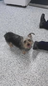 Suki