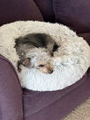 Suki