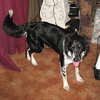 Pups - URGENT