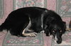 Pups - URGENT