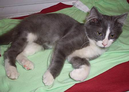 Motley - Kitten
