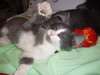 Motley - Kitten