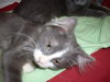 Motley - Kitten