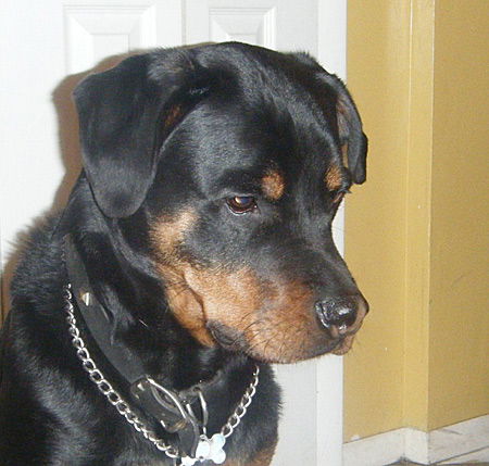 Duke
