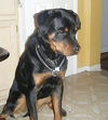 Duke
