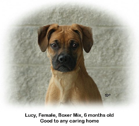 Lucy - Cell Dog