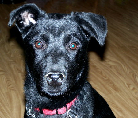 Brady