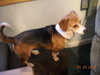 Miss Sadie