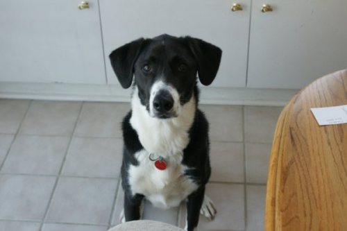 Buddy