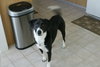 Buddy