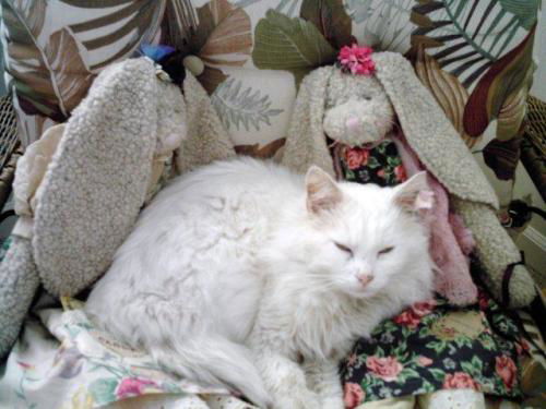 Snowball