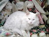 Snowball