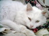 Snowball