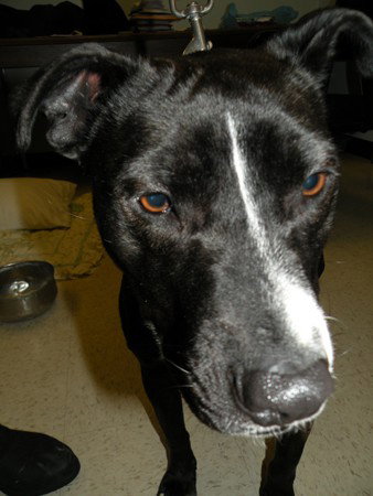 Blk & Wt Female  -