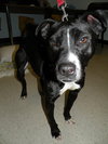 Blk & Wt Female -