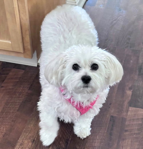 Angel Baby-Special Needs Senior, an adoptable Poodle in Rootstown, OH