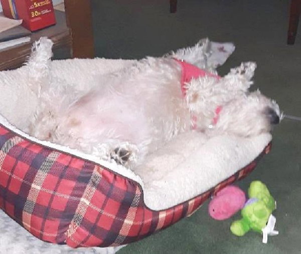 Angel Baby-Special Needs Senior