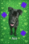 Pound Dog-Ace #18915 Courtesy Listing