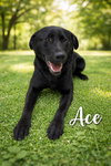 Pound Dog-Ace #18915 Courtesy Listing
