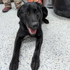 Pound Dog-Ace #18915 Courtesy Listing