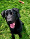 Pound Dog-Ace #18915 Courtesy Listing - Photo 6